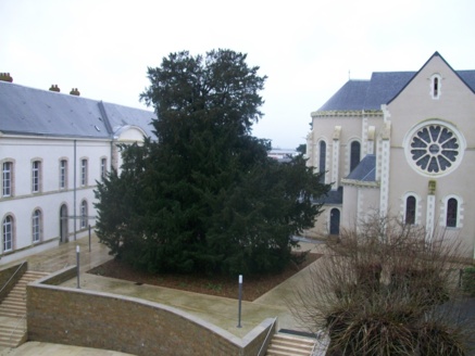 La cour intérieure du nouveau théâtre Saint-Louis abrite l'un le plus vieil arbre de Cholet