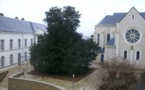 Le plus vieil arbre de Cholet