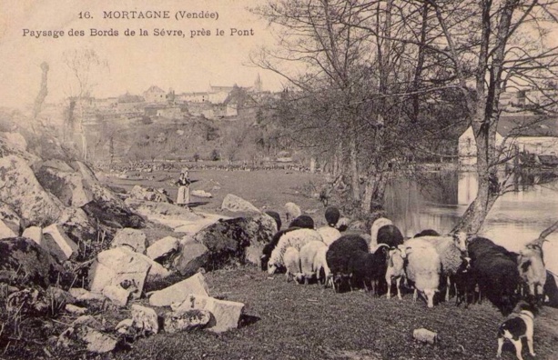 Mortagne-sur-Sèvre : berceau d'une race de moutons méconnue