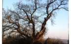 Sur les traces des arbres remarquables des Mauges...