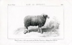 Mortagne-sur-Sèvre : berceau d'une race de moutons méconnue