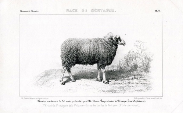 Mortagne-sur-Sèvre : berceau d'une race de moutons méconnue